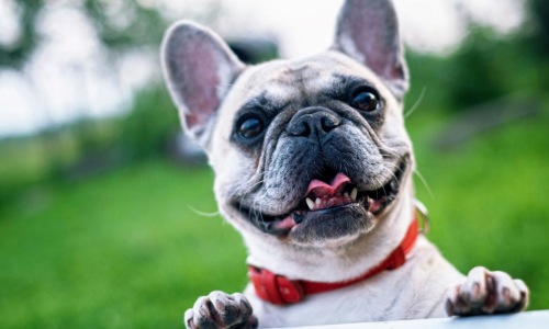 Pet-Friendly Apartment Living Cover Image Pet-Friendly Apartment Living Cover Image